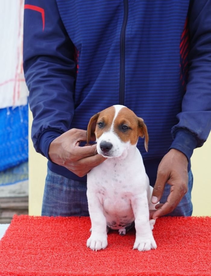 DogsIndia.com - Jack Russell Terrier - Nishmaar, Nishanth