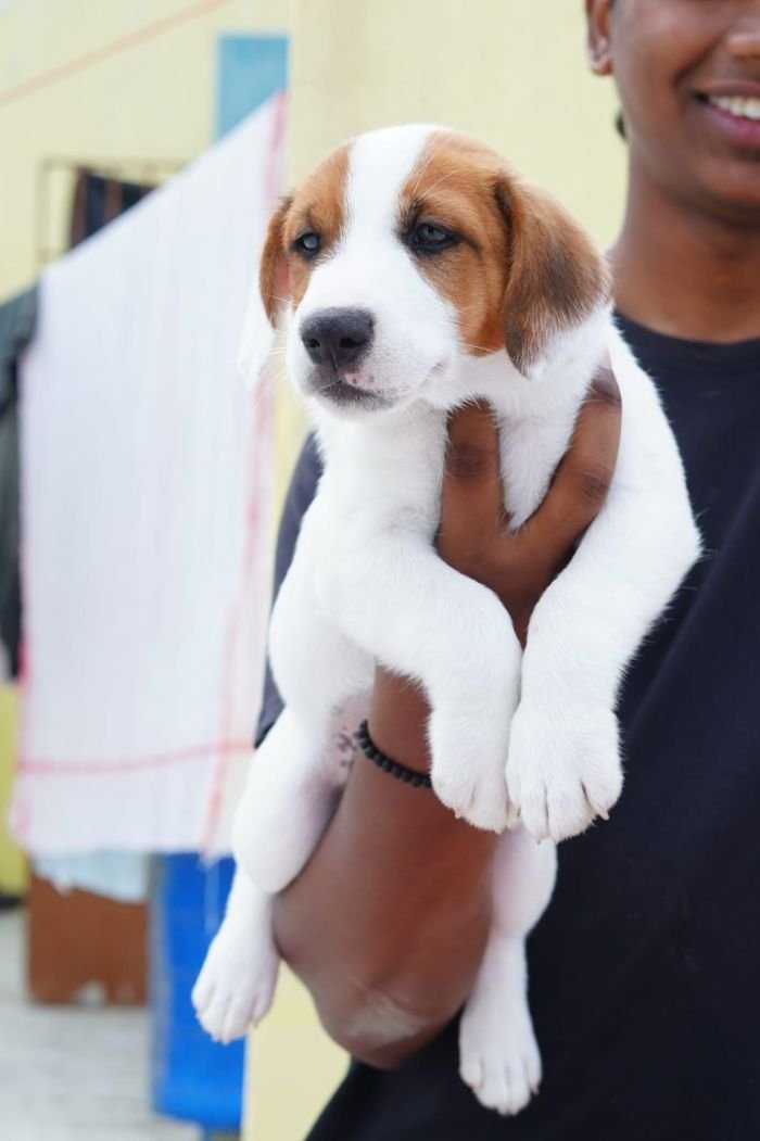 DogsIndia.com - Jack Russell Terrier - Nishmaar, Nishanth