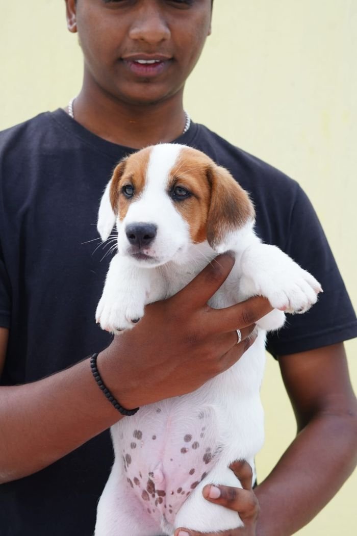 DogsIndia.com - Jack Russell Terrier - Nishmaar, Nishanth