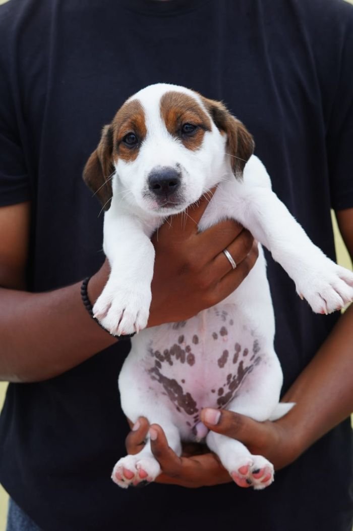 DogsIndia.com - Jack Russell Terrier - Nishmaar, Nishanth