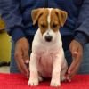 DogsIndia.com - Jack Russell Terrier - Nishmaar, Nishanth