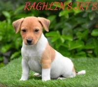 Jack Russel Terrier (JRT) - Raghlin's JRTs - R.Vijayaraghavan