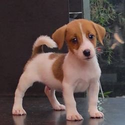 DogsIndia.com - Jack Russell Terrier - RedWolf