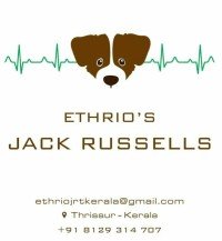 DogsIndia.com - Jack Russell Terrier - Ethrio's JRTs - Renu Rajan