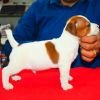 DogsIndia.com  Jack Russell Terrier  Ragos Kennel
