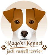 DogsIndia.com - Jack Russell Terrier - Ragos Kennel
