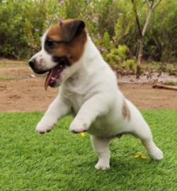 DogsIndia.com - Jack Russell Terrier - Ragos Kennel