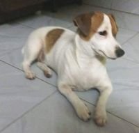 DogsIndia.com - Jack Russell Terrier - Sathya
