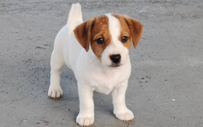 DogsIndia.com - Jack Russell Terrier - Sathya