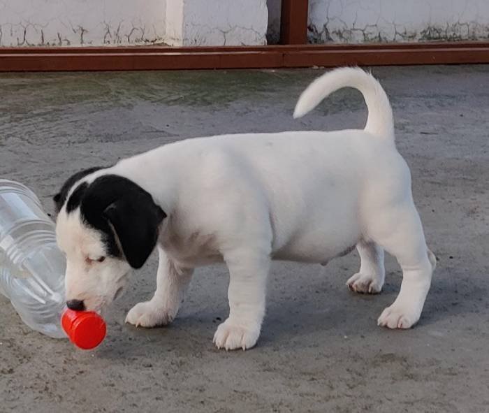 DogsIndia.com - Jack Russell Terrier - Sathya