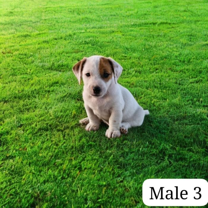 DogsIndia.com - Jack Russell Terrier - Sathya