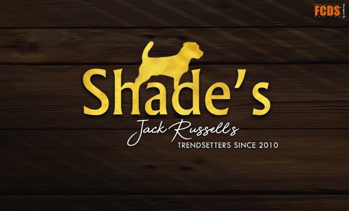 DogsIndia.com - Jack Russell Terrier - Shade's Russells