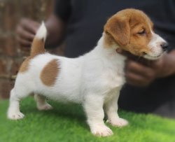 DogsIndia.com - Jack Russell Terrier - Shade's Russells