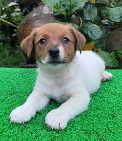 DogsIndia.com - Jack Russell Terrier - Shade's Russells