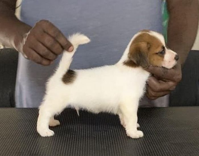 DogsIndia.com  Jack Russell Terrier  Shade's Russells