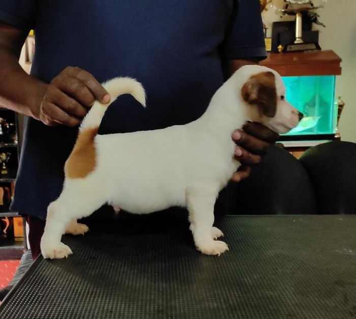DogsIndia.com  Jack Russell Terrier  Shade's Russells