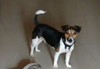DogsIndia.com - Jack Russell Terrier - Siva