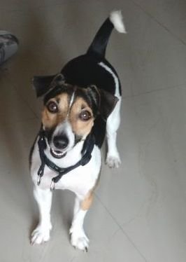 DogsIndia.com - Jack Russell Terrier - Siva