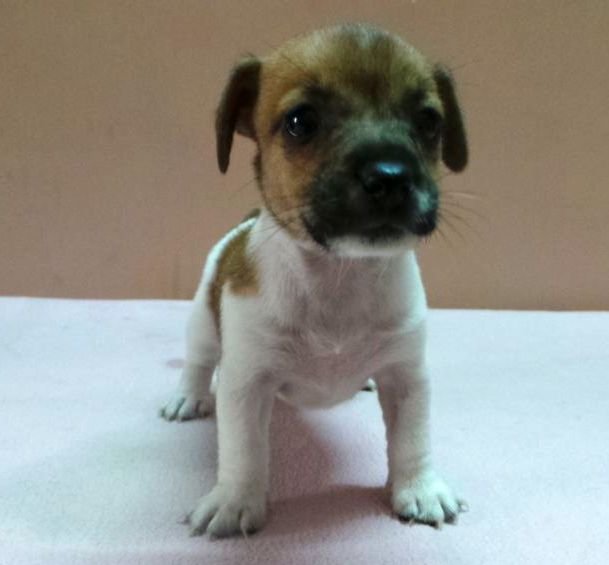 DogsIndia.com - Jack Russell Terrier - Siva