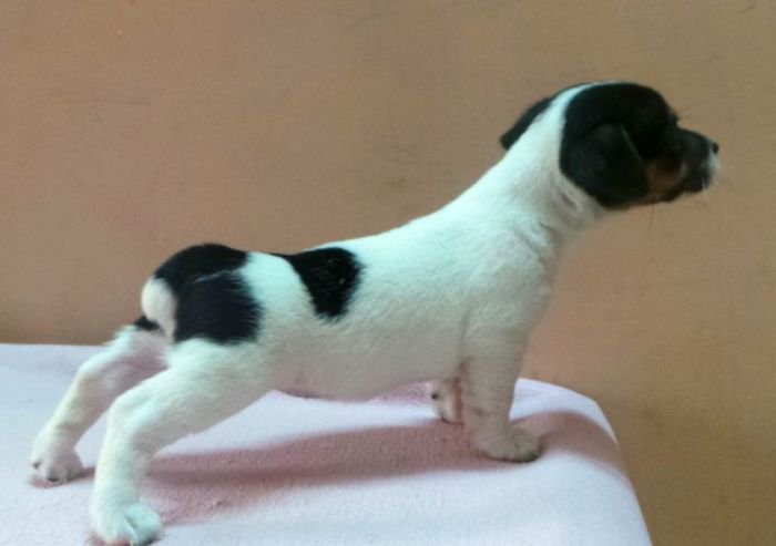 DogsIndia.com - Jack Russell Terrier - Siva