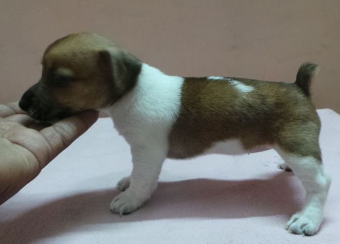 DogsIndia.com - Jack Russell Terrier - Siva