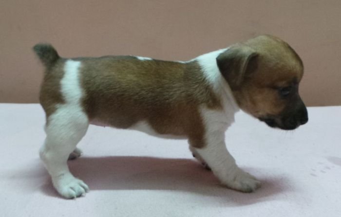 DogsIndia.com - Jack Russell Terrier - Siva
