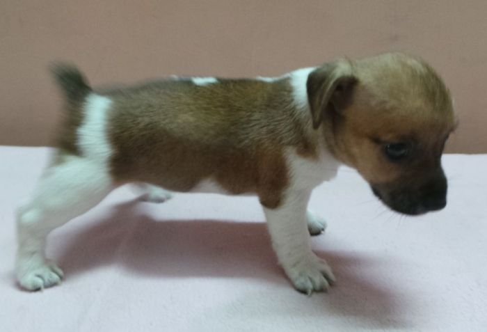 DogsIndia.com - Jack Russell Terrier - Siva