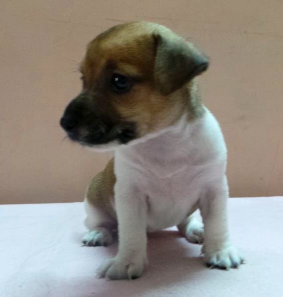 DogsIndia.com - Jack Russell Terrier - Siva