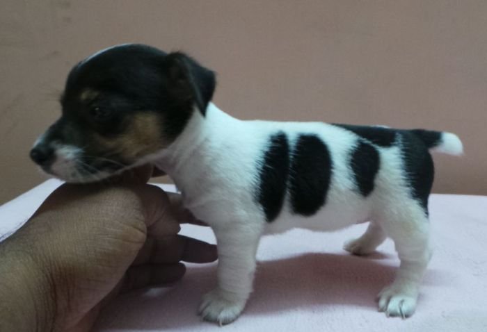 DogsIndia.com - Jack Russell Terrier - Siva