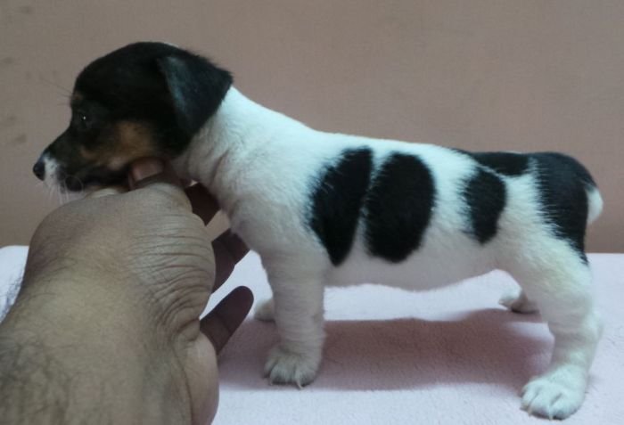 DogsIndia.com - Jack Russell Terrier - Siva
