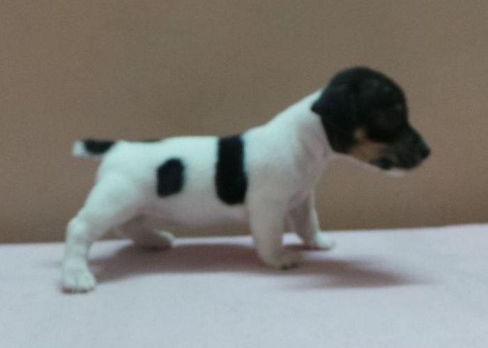 DogsIndia.com - Jack Russell Terrier - Siva