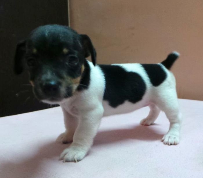 DogsIndia.com - Jack Russell Terrier - Siva