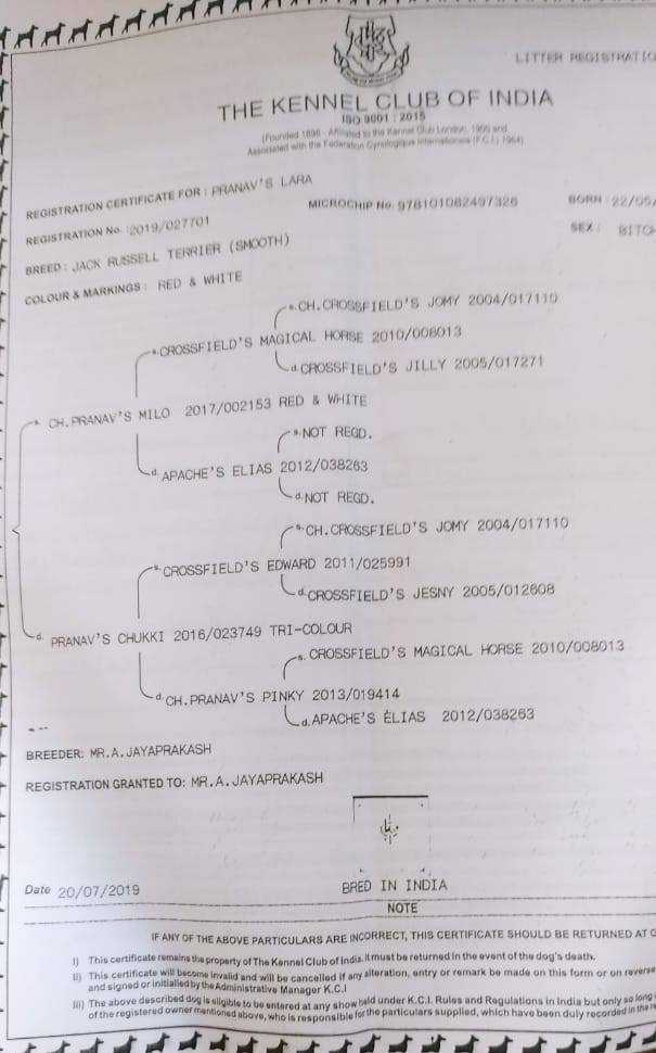DogsIndia.com - Jack Russell Terrier - Tennison