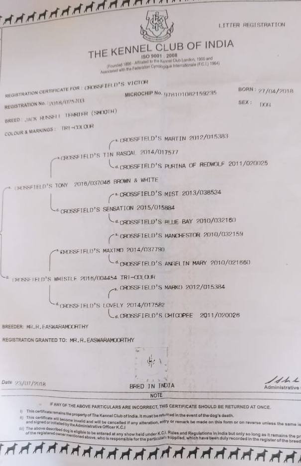 DogsIndia.com - Jack Russell Terrier - Tennison