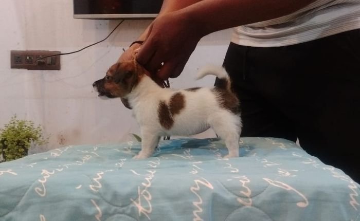 DogsIndia.com - Jack Russell Terrier - Tennison