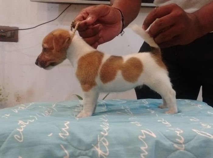 DogsIndia.com - Jack Russell Terrier - Tennison