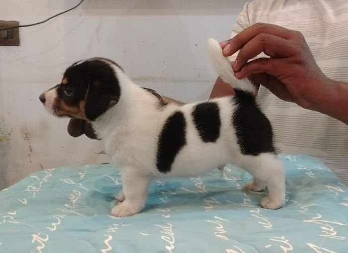 DogsIndia.com - Jack Russell Terrier - Tennison