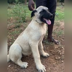DogsIndia.com - Turkish Kangal - Sakthi Kennels
