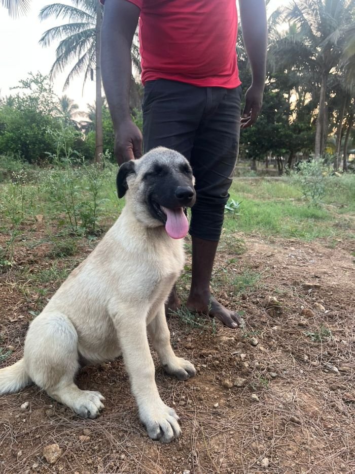 DogsIndia.com - Turkish Kangal - Sakthi Kennels