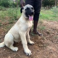 DogsIndia.com - Turkish Kangal - Sakthi Kennels