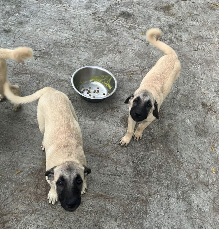 DogsIndia.com - Turkish Kangal - Sakthi Kennels