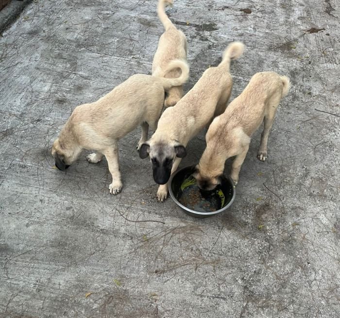 DogsIndia.com - Turkish Kangal - Sakthi Kennels