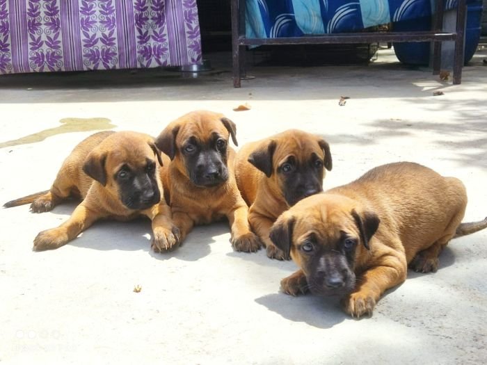 DogsIndia.com - Kombai - Anish