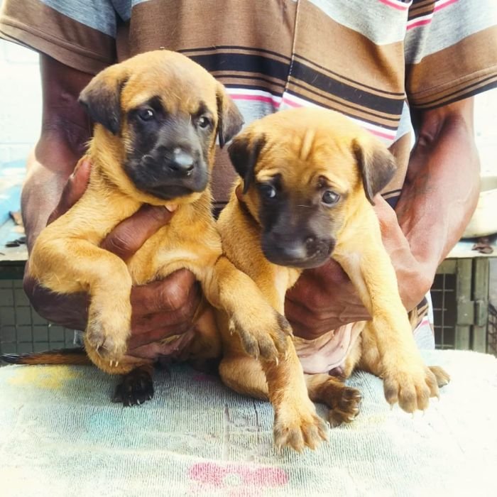 DogsIndia.com - Kombai - Anish