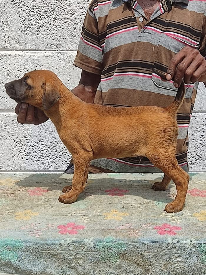 DogsIndia.com - Kombai - Anish