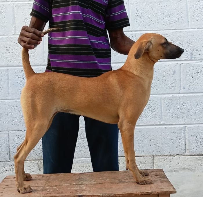 DogsIndia.com - Kombai - Anish