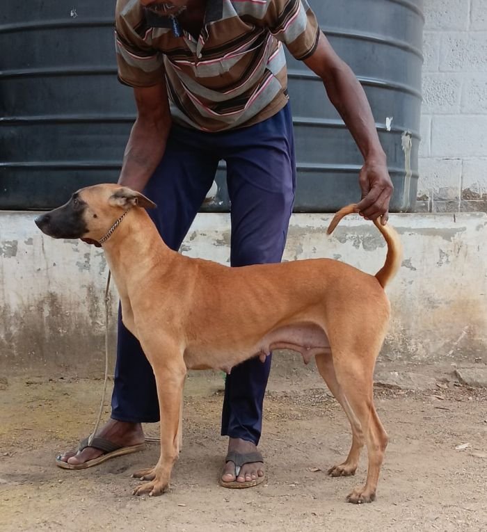 DogsIndia.com - Kombai - Anish