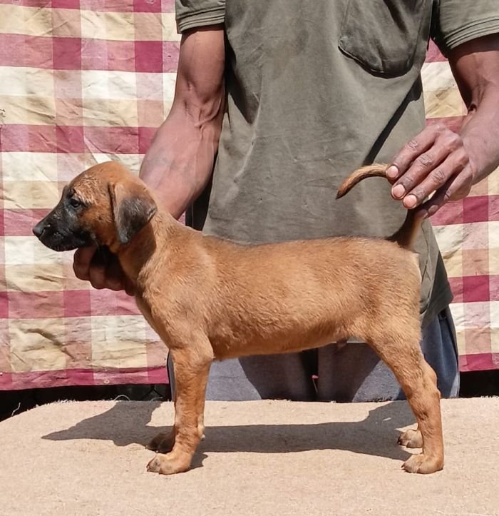 DogsIndia.com - Kombai - Anish