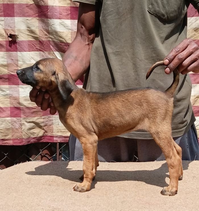 DogsIndia.com - Kombai - Anish