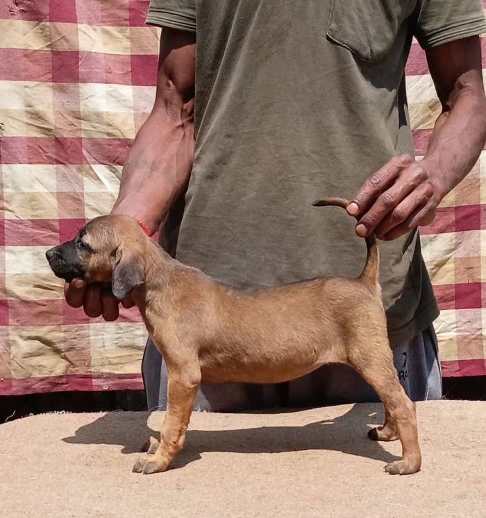 DogsIndia.com - Kombai - Anish